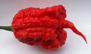 Ostra, pomarszczona, czerwona papryczka chili z długim, zakręconym ogonkiem.