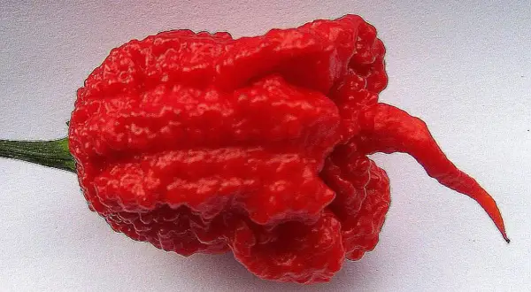 Ostra, pomarszczona, czerwona papryczka chili z długim, zakręconym ogonkiem.