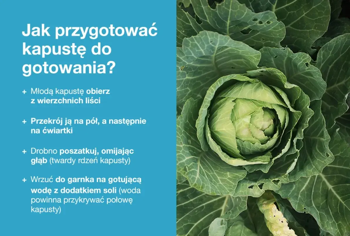 Zbliżenie na świeżą, zieloną główkę kapusty z instrukcjami przygotowania.