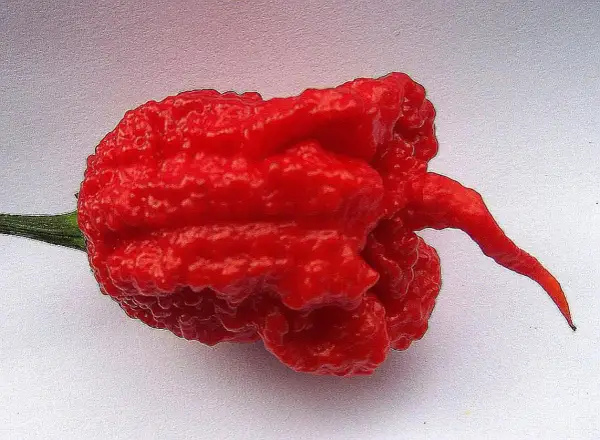 Ostra, pomarszczona, czerwona papryczka chili z długim, zakręconym ogonkiem.