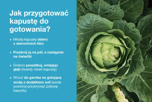 Zbliżenie na świeżą, zieloną główkę kapusty z instrukcjami przygotowania.